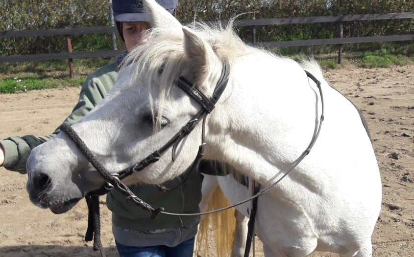 Pip Ponycursus