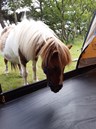 igor inspecteert de tent