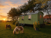 Pipowagen met twee pony's in voortuin