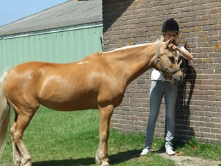 Ponyreiten im Sint Maartenszee