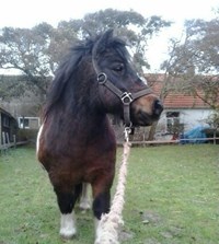 Raphael, de knuffelpony van Dapperstal