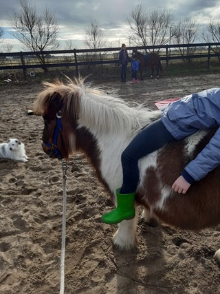 overgave op de pony