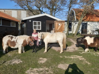 Overnachten op een paardenboerderij