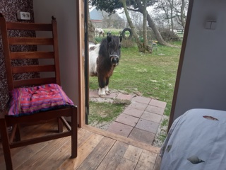 Overnachten in een tuinhuis met ponybeleving