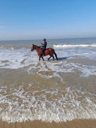 Vakantie met je paard aan zee