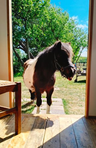 Overnachten op een paardenboerderij
