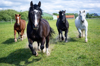 Ruime weidegang bij Dapperstal