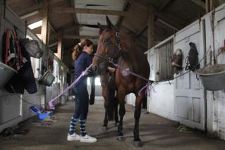 Ruime boxen bij Pensionstal Dapperstal
