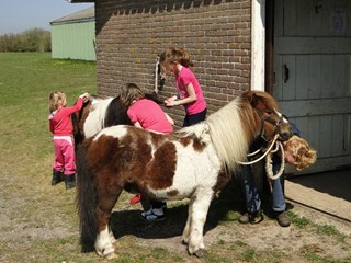 Pony borstelen bij Dapperstal