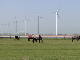 Paarden hebben de ruimte bij Dapperstal